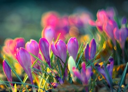 Wiosna, Krokusy, Światło, Bokeh