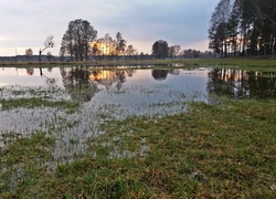 Woda, Trawa, Bagna, Drzewa, Krajobraz, Wiosna