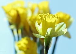 Żonkile, Żółte, Kwiaty