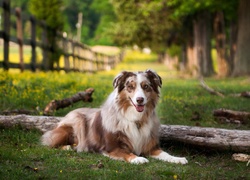 Owczarek australijski-australian shepherd