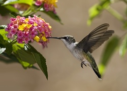 Ptak, Koliber, Kwiaty, Liście