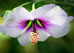 Biało, Różowy, Kwiat, Hibiskus