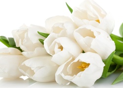 Tulipany