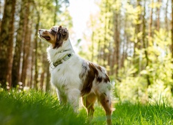 Owczarek australijski-australian shepherd