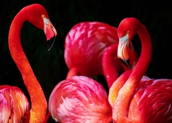 Różowe, Flamingi