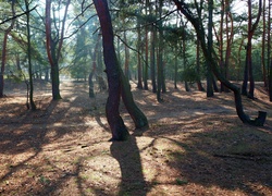 Park, Drzewa, Przebijające Światło