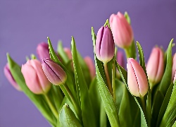 Bukiet, Fioletowych, Tulipanów