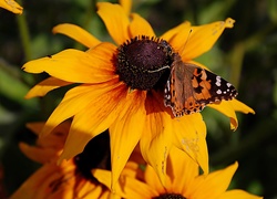 Żółta, Rudbekia, Motyl, Rusałka, Osetnik