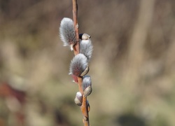 Wierzba, Bazie, Gałążka