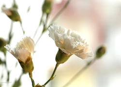 Biały, Goździk, Kwiat