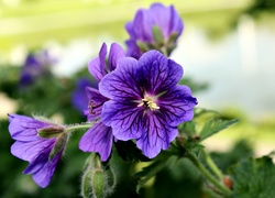 Fioletowe, Kwiaty, Bodziszek wspaniały