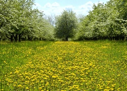 Park, Kwitnące, Drzewa, Mniszek, Wiosna