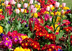 Różowe, Tulipany, Kolorowe, Pierwiosnki