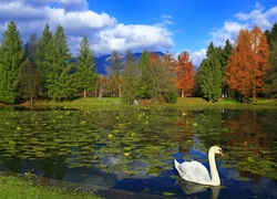 Park, Staw, Drzewa, Łabędź