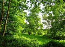 Park, Drzewa, Zieleń