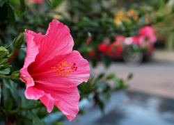 Kwiat, Hibiskus