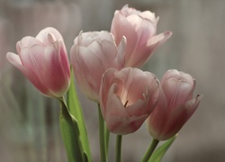 Tulipany