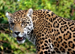 Jaguar