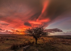 Anglia, Park Narodowy Dartmoor, Zachód Słońca, Łąki, Chmury, Drzewo, Kamienie