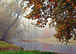 Jesień, Park, Rzeka, Kaczki, Mgła