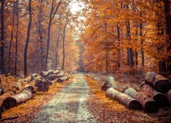 Jesień, Las, Droga, Ścięte, Pnie, Drzew