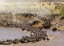 Antylopy, Gnu, Rzeka