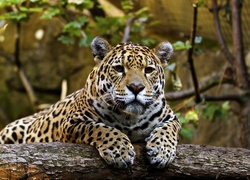 Jaguar, Drzewo