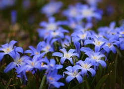 Małe, Niebieskie, Kwiatki