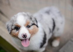 Szczeniak,  Owczarek australijski-australian shepherd
