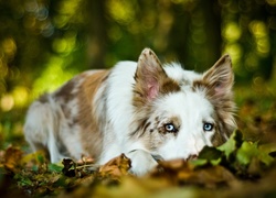 Smutny, Pies, Border Collie