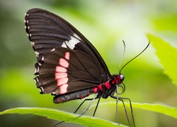 Motyl, Makro