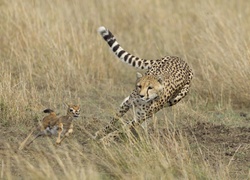 Gepard, Antylopa, Pogoń, Polowanie