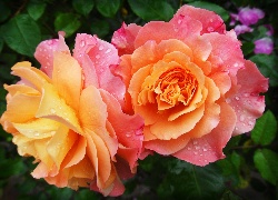Róże, Dwukolorowe, Rosa