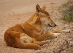 Śpiący, Pies, Dingo