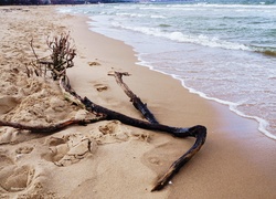 Morze, Bałtyk, Plaża, Fale, Uschnięta, Gałąź