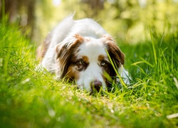 Owczarek australijski-australian shepherd, Trawa