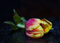 Żółto, Czerwony, Tulipan, Krople
