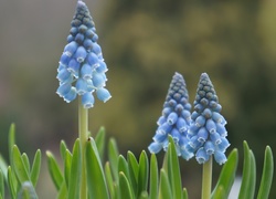 Niebieskie, Kwiaty, Szafirek