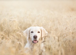 Pies, Golden, Retriever, Pole, Zboże, Lato