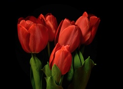 Tulipany
