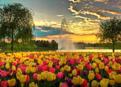 Tulipany, Park, Fontanna