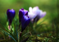 Krokus, Niebieski, Kwiat