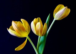 Żółte, Tulipany, Czarne, Tło