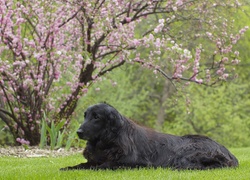 Pies, Leżący, Flat, Coated, Retriever