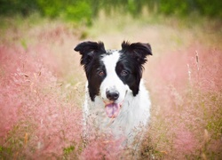 Trawa, Pies, Jęzor, Border Collie