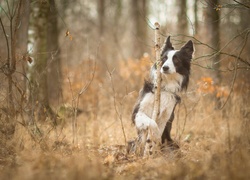 Pies, Border Collie, Jesień, Las, Sztuczka