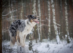 Słupek, Zima, Sztuczka, Border Collie