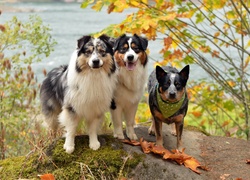 Trzy, Pieski, Przyjaciele, Australian cattle dog, Owczarki australijske-australian shepherd