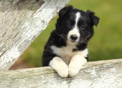 Słodki, Piesek, Border, Collie