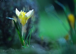 Żółty, Krokus, Kwiat